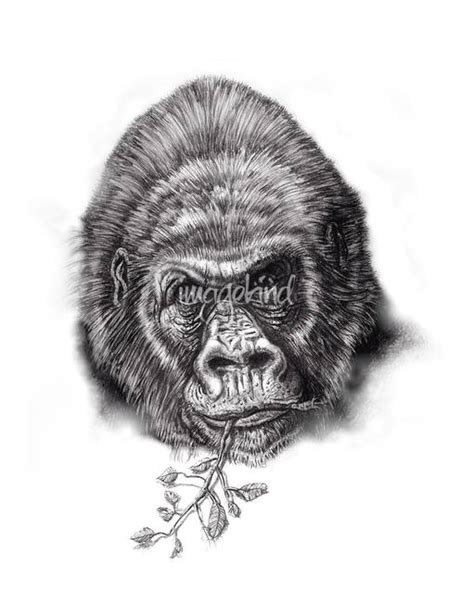 Pencil drawing of a gorilla. Stunning "Gorillas" Pencil Drawings And Illustrations For ...