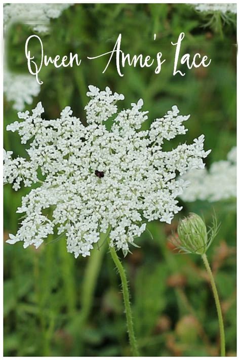 Queen Annes Lace Wildflower Hearth And Vine Queen Annes Lace