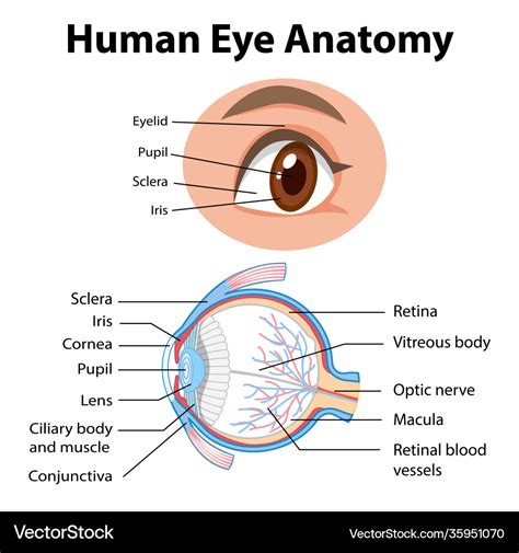 Diagram Of The Eye Without Labels
