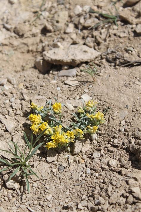 We would like to show you a description here but the site won't allow us. Utah Wildflower Pictures