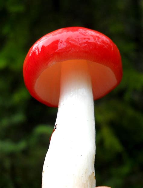 Mushrooms Are Mushrooming Blissful Solitary Wanderings