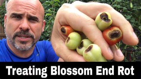 Blossom End Rot Ber What Is It How To Treat It Youtube