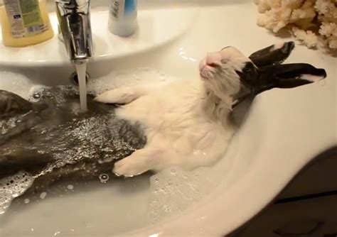 Bunny Gets Bath Video