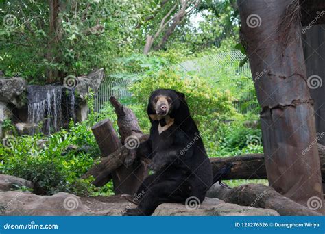 Thailand 21 July 2018 Malayan Bear Dusit Zoo Or Khoa Din Park Is A