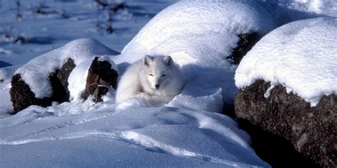 Take The Arctic Wildlife Quiz The National Wildlife