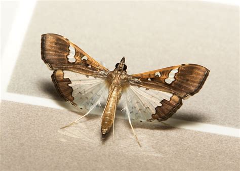 Bean Pod Borer Moth Maruca Vitrata Spilomelinae Crambidae Moth Bean Pods Puer