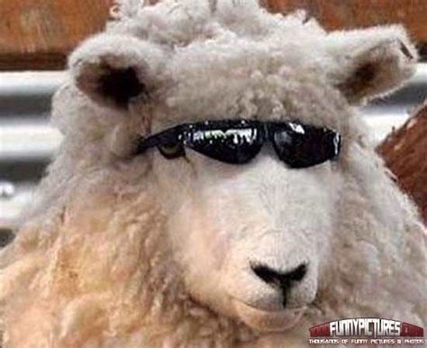 Pin By Autumn Knoth Jez On Animals Funny Sheep Cute Sheep Funny Animals