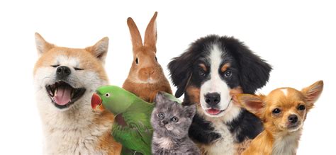 Group Of Cute Pets On White Background Pets And Animals