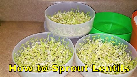 how to sprout lentils at home for beginners youtube