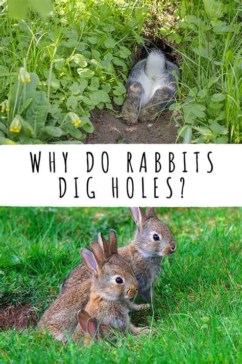 Incredible Do Bunnies Dig Under Fences 2022