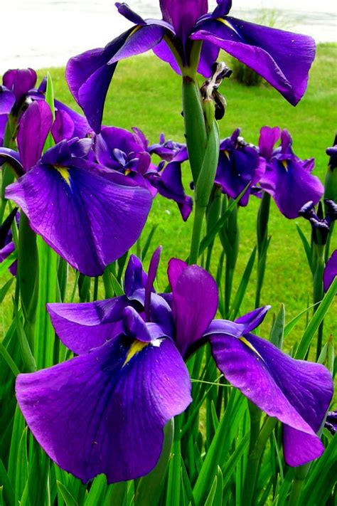 Buy Temple Bells Japanese Iris Ensata Free Shipping 1 Gallon Size