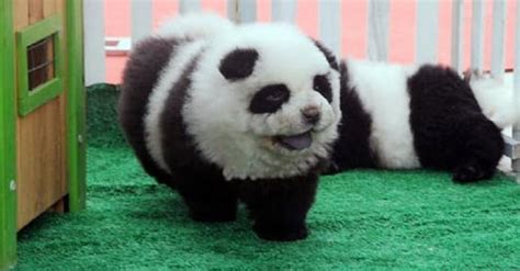 An Italian Circus Actually Dyed Puppies To Look Like Pandas