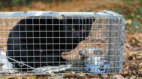 Thurston Pilots New Trap And Release Program For Feral Cats The Olympian