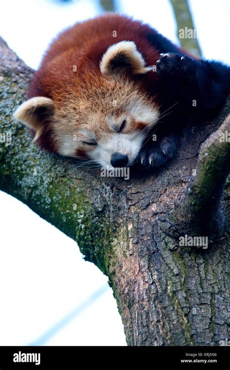 Kleiner Roter Panda Stockfotografie Alamy