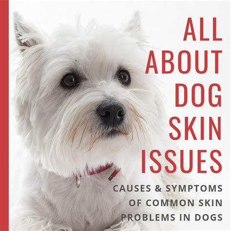 Dog Skin Problems Pictures How To Stop Your Dogs Problems Different