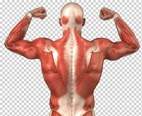 Anatomia Do Sistema Muscular Esqueletico Nacientifico Images