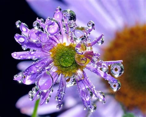Cari Gambar Cantik Embun Di Kelopak Bunga