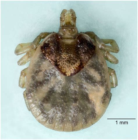 First Record Of Amblyomma Rotundatum Tick Acari Ixodidae