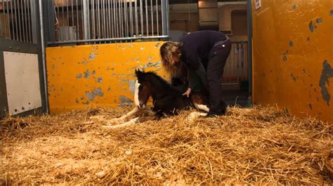Timelapse Newborn Shire Foals First 2 Hours Of Life In Under 30