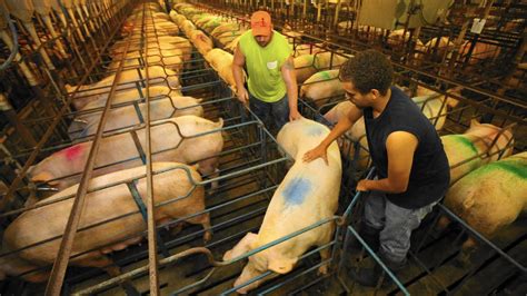 | meaning, pronunciation, translations and examples. Ending factory farming as soon as possible - 80,000 Hours