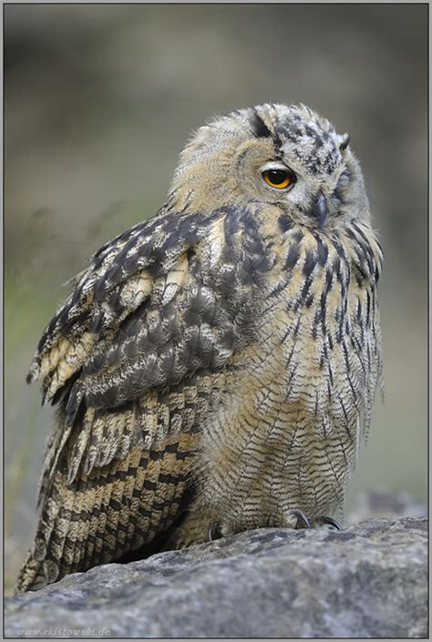 Gemütlich Europäischer Uhu Bubo Bubo