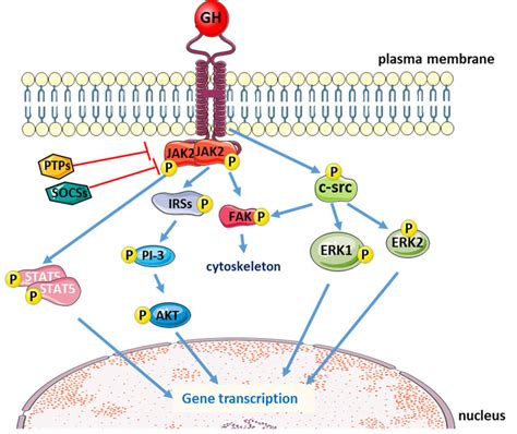 Schematic Representation Of The Main Intracellular Signaling Pathways