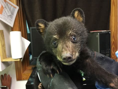 Black Bear Cub 16 0598 The Wildlife Center Of Virginia