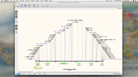 SnapGene Tutorial Part 1 How To Visualize The DNA Sequence YouTube