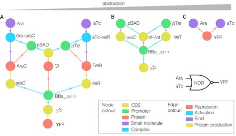 A Network Approach To Genetic Circuit Designs Acs Synthetic Biology