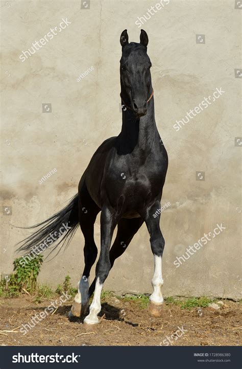 Magnificent Black Akhal Teke Stallion Four Stock Photo 1728986380