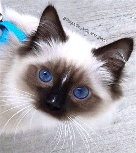 Excellent Photographs Ragdoll Cats Mix Tips In 2020 Ragdoll Cat Breed