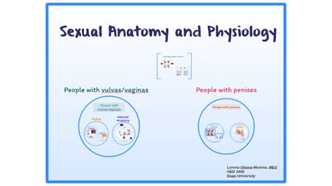 Sexual Anatomy And Physiology By Lorena Olvera On Prezi