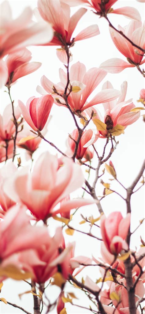 Pink And White Flowers During Daytime Iphone Wallpapers Free Download