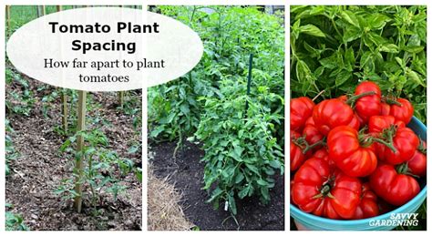 How Far Apart To Plant Tomatoes One Satu