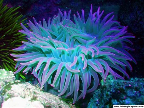 Seaanemone Sea Anemone Ocean Creatures Anemone