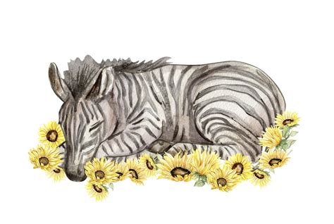 Zebra Composition Watercolor Hand Drawn Tropical Animal 24786000 Png