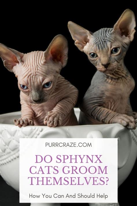 Ragdolls shed just like any other cat. Sphynx Groom - Purr Craze