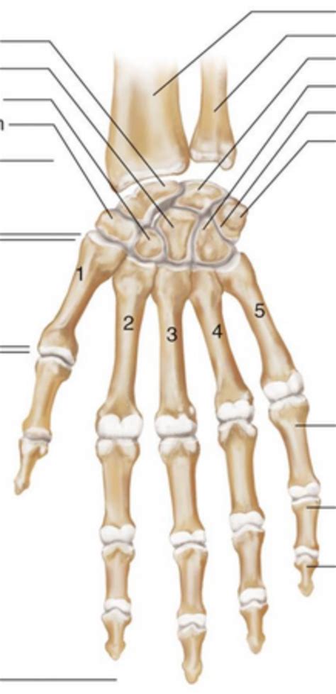 Terms in this set (12). Bone Images - No Labels Practice Test | Chandler Physical ...