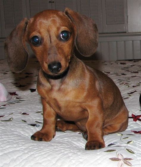Find dachshunds for sale in rockford, il on oodle classifieds. Micro Mini Dachshunds Puppies For Sale - PetsWall in 2020 ...