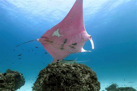 Photographer Captured Worlds Only Pink Manta Ray In Great Barrier Reef