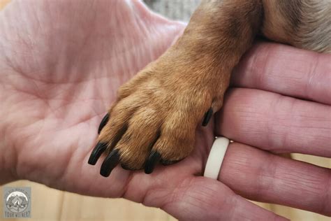 Dachshund Dew Claws What You Must Know