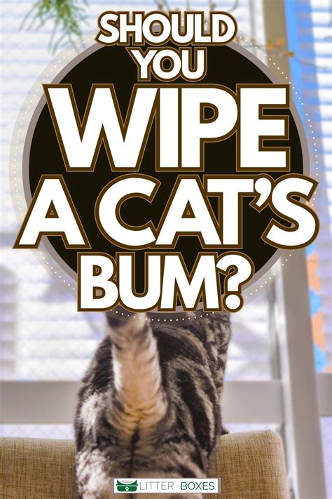 How To Clean A Cats Bum After Diarrhea