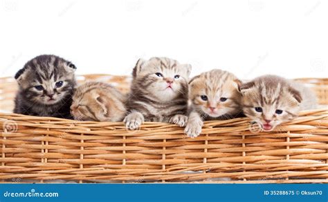 Small Cats Kittens In Basket Stock Image Image Of Five Beautiful