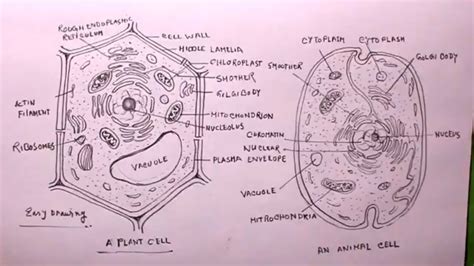 How To Draw Plant Cell And Animal Cellplant Cell Drawinganimal Cell