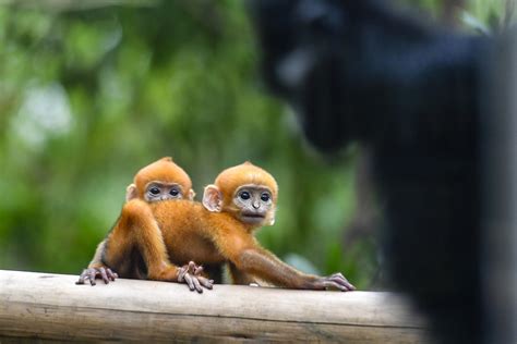 È il Monkey Day, la giornata in cui il mondo celebra le scimmie - Wired