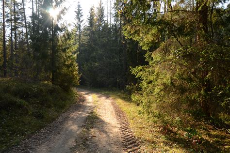 Nature Landscape Trees Sunlight Path Forest Dirt Road 4608x3072