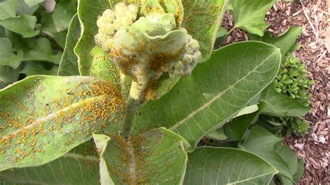 How To Kill Aphids On Milkweed Plants Bad Oleander Aphid Infestation