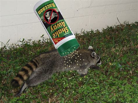 They are powerful, efficient, and are becoming more and more odorless. Raccoon Repellent - What deterrent works?