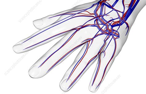 The Blood Supply Of The Hand Stock Image F0014593 Science Photo