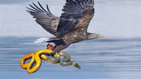 Big Battle Eagle Vs Snake Hd Youtube